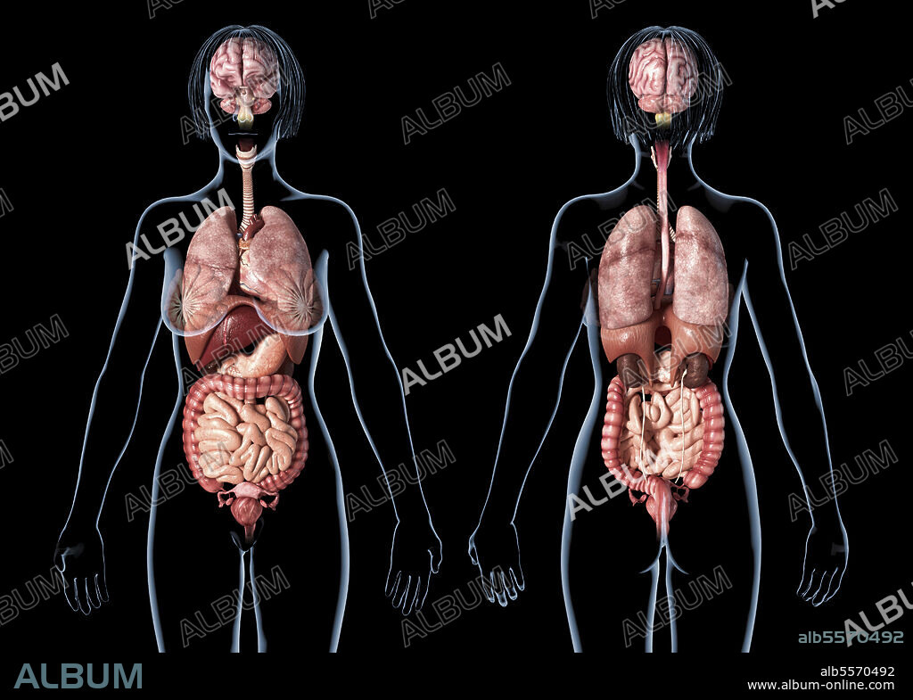 Female anatomy of internal organs, rear and front views, on black background.