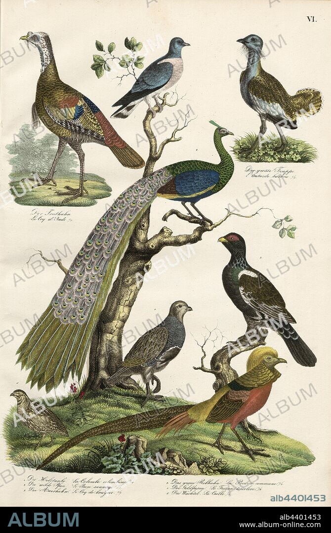 Birds: pigeons, pheasant-like chicken birds, bustards, 1. The wood pigeon, 2. The wild peacock, 3. The grouse, 4. The gray partridge, 5. The golden pheasant, 6. The quail, 7. The turkey, 8. The great bustard, Taf. VI, Heinrich Rudolf Schinz: Abbildungen aus der Naturgeschichte. Zürich: bei Friedrich Schulthess, [1824].