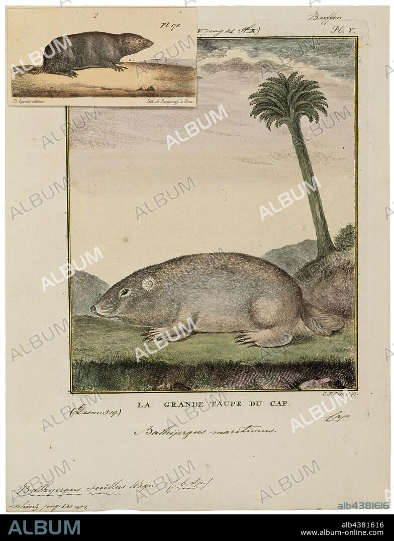 Bathyergus suillus, Print, The Cape dune mole-rat (Bathyergus suillus) is a species of solitary burrowing rodent in the family Bathyergidae. It is endemic to South Africa and named for the Cape of Good Hope., 1700-1880.