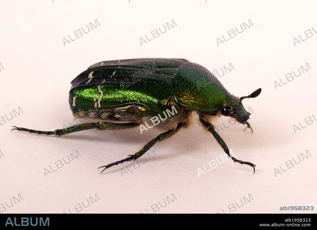 CETONIA (Cetonia aurata). Escarabajo coleoptero de color verde dorado brillante que se alimenta de polen.