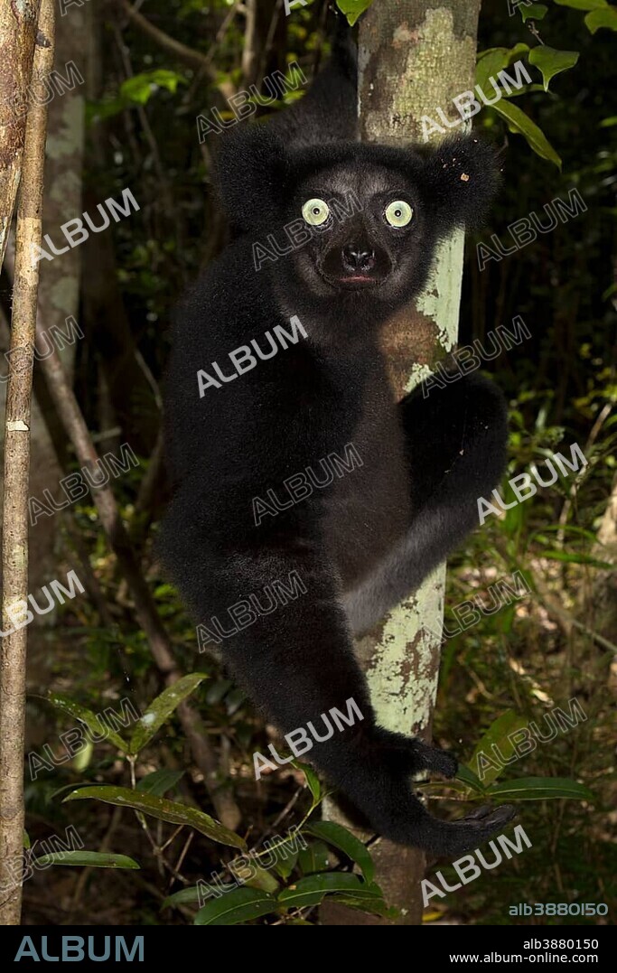 Indri (Indri indri) on a tree, northeast Madagascar, Madagascar, Africa.