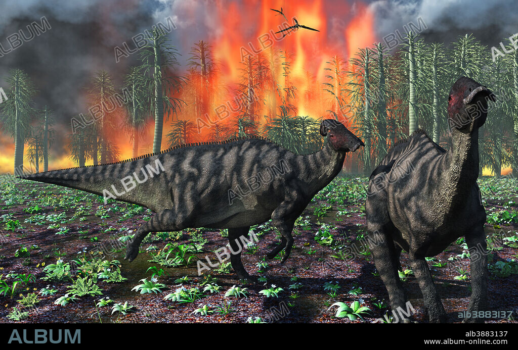 Parasaurolophus duckbill dinosaurs fleeing a deadly forest fire.
