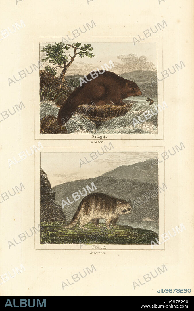 Beaver, Castor canadensis 94, and raccoon, Procyon lotor 93. Handcoloured copperplate engraving after Jacques de Seve from James Smith Barrs edition of Comte Buffons Natural History, A Theory of the Earth, General History of Man, Brute Creation, Vegetables, Minerals, T. Gillet, H. D. Symonds, Paternoster Row, London, 1807.