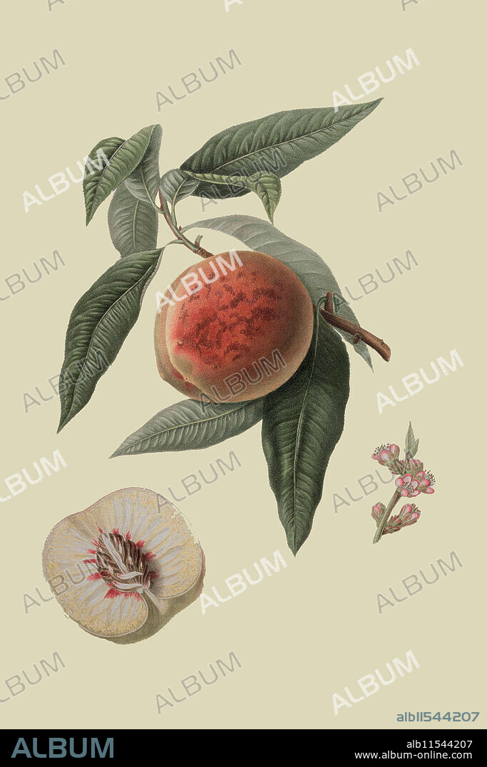 La Bourdine Peach.  William Hooker (1779–1832) was a British illustrator of natural history.  Hooker studied under Franz Bauer (1758–1840), becoming the official artist of the Royal Horticultural Society, whose publications he illustrated. He also worked on the "Oriental Memoirs" of James Forbes and The Paradisus Londinensis with descriptions by Richard Anthony Salisbury (1761–1829). He also contributed illustrations for "Hooker's Finest Fruits" until his death in 1832.