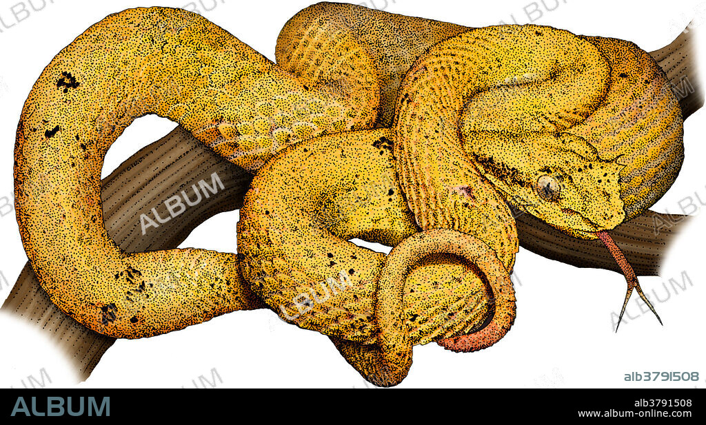 Illustration of the Eyelash Viper (Bothriechis schlegelii), a venomous pit viper species found in Central and South America.