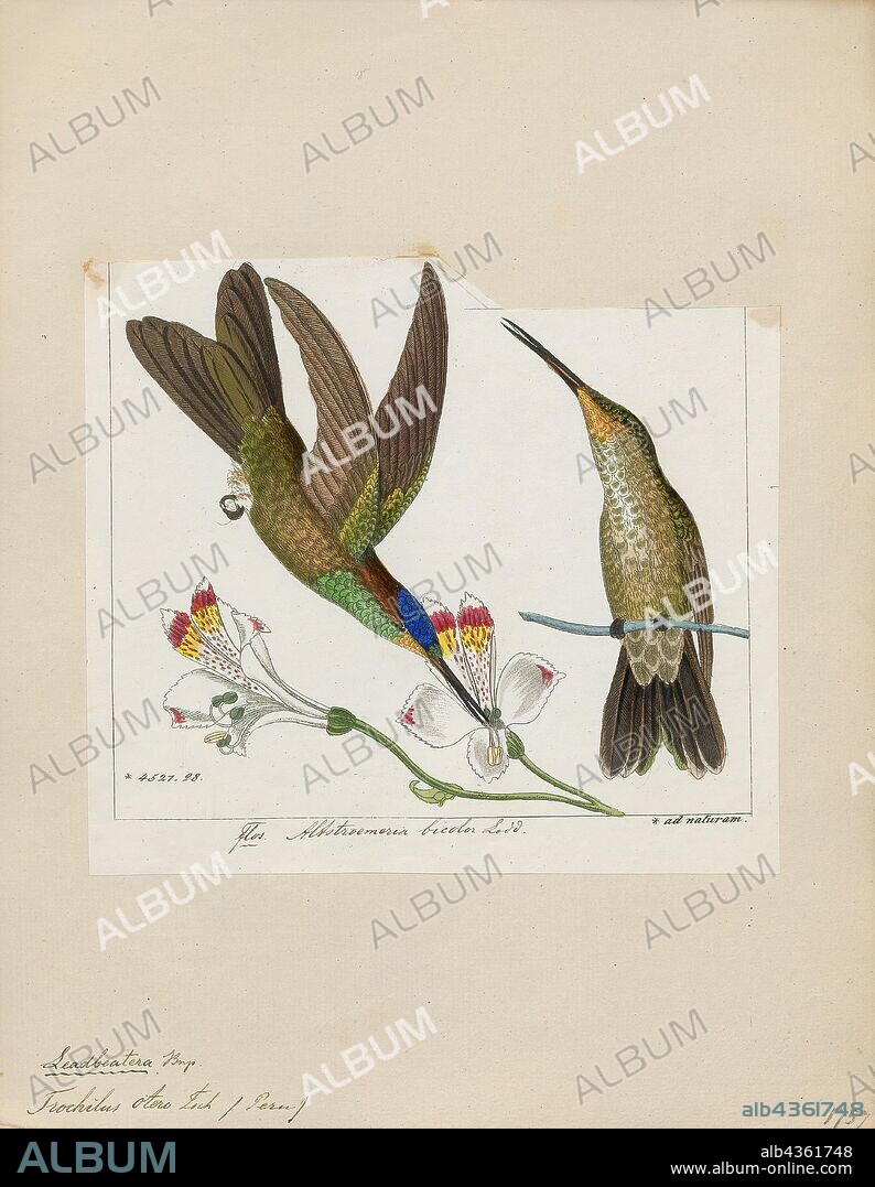 Trochilus otero, Print, Streamertail, The streamertails are hummingbirds in the genus Trochilus that is endemic to Jamaica. It is the type genus of the Trochilidae family. Today most authorities consider the two taxa in this genus as separate species, but some (e.g. AOU) continue to treat them as conspecific, in which case scitulus is a subspecies of T. polytmus. A wide range of common names apply to this combined species, including green-and-black streamertail, Jamaican streamertail or simply streamertail. The name streamertail is a reference to the greatly elongated rectrices of the males., 1820-1860.