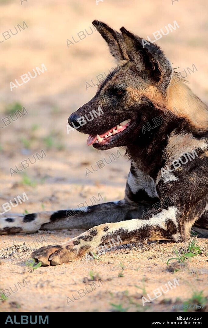 African wild dog (Lycaon pictus), adult, alert, resting, animal portrait, Sabi Sand Game Reserve, Kruger National Park, South Africa, Africa.