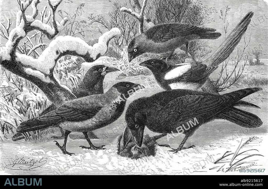 Bird, western jackdaw (Corvus monedula), Rook (Corvus frugilegus), Hooded Crow (Corvus cornix), Magpie, Pica pica, Raven, Historic, digitally restored reproduction from a 19th century original.