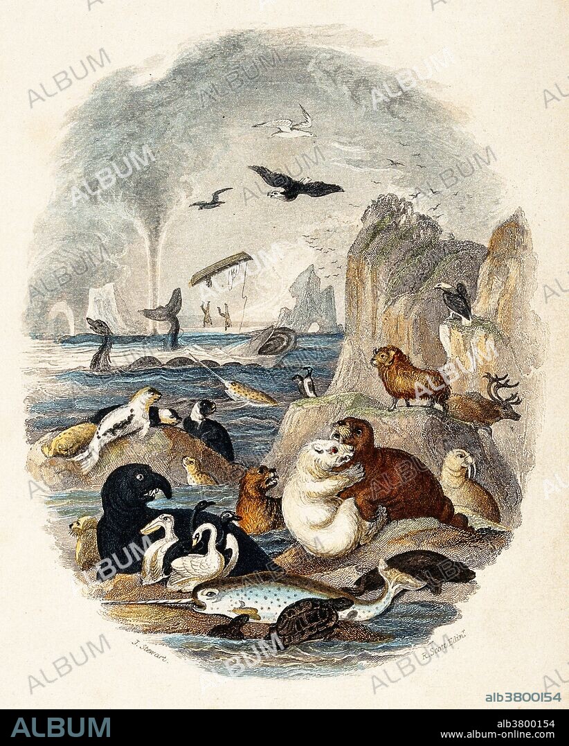 Frontispiece illustration to Oliver Goldsmith's "A History of the Earth and Animated Nature," 1774. A steep rock face in the sea, populated by a large number of animals, including narwhals, seals, seal lions, walruses, a polar bear, turtles, a mountain lion, a caribou, an elephant seal, a pelican, and black and white swans. A sea serpent, a whale, some unsuccessful whalers, and a waterspout can be seen in the distance. Colored etching by James Stewart and Robert Scott.