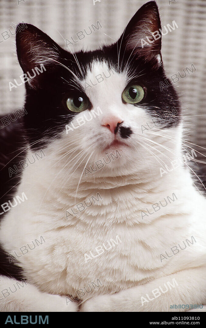 Moderation: Milena Preradovic What to do aka. Episode: Pets / Headline: PLANETOPIA.