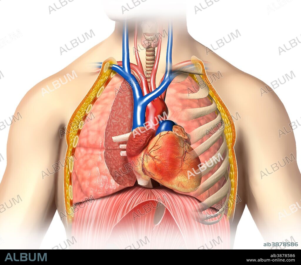 Male chest anatomy of thorax with heart, veins, arteries and lungs.