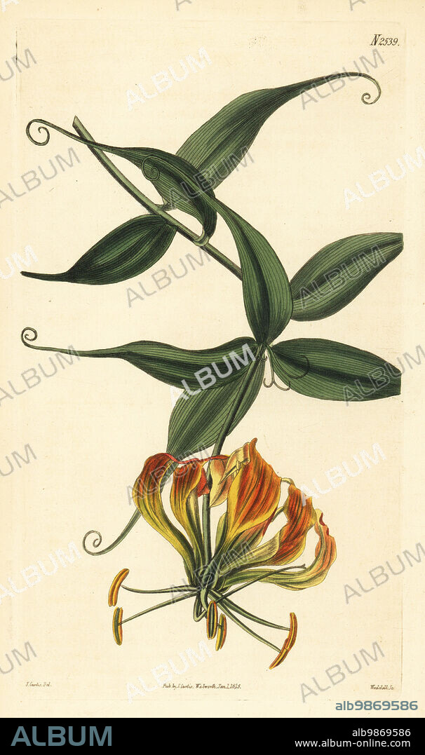 Flame lily, Gloriosa superba. Greenish-flowered gloriosa, Gloriosa virescens. Sent by plant hunter John Forbes from Mozambique, drawn at the Horticultural Society's gardens. Handcoloured copperplate engraving by Weddell after a botanical illustration by John Curtis from William Curtis's Botanical Magazine, Samuel Curtis, London, 1825.