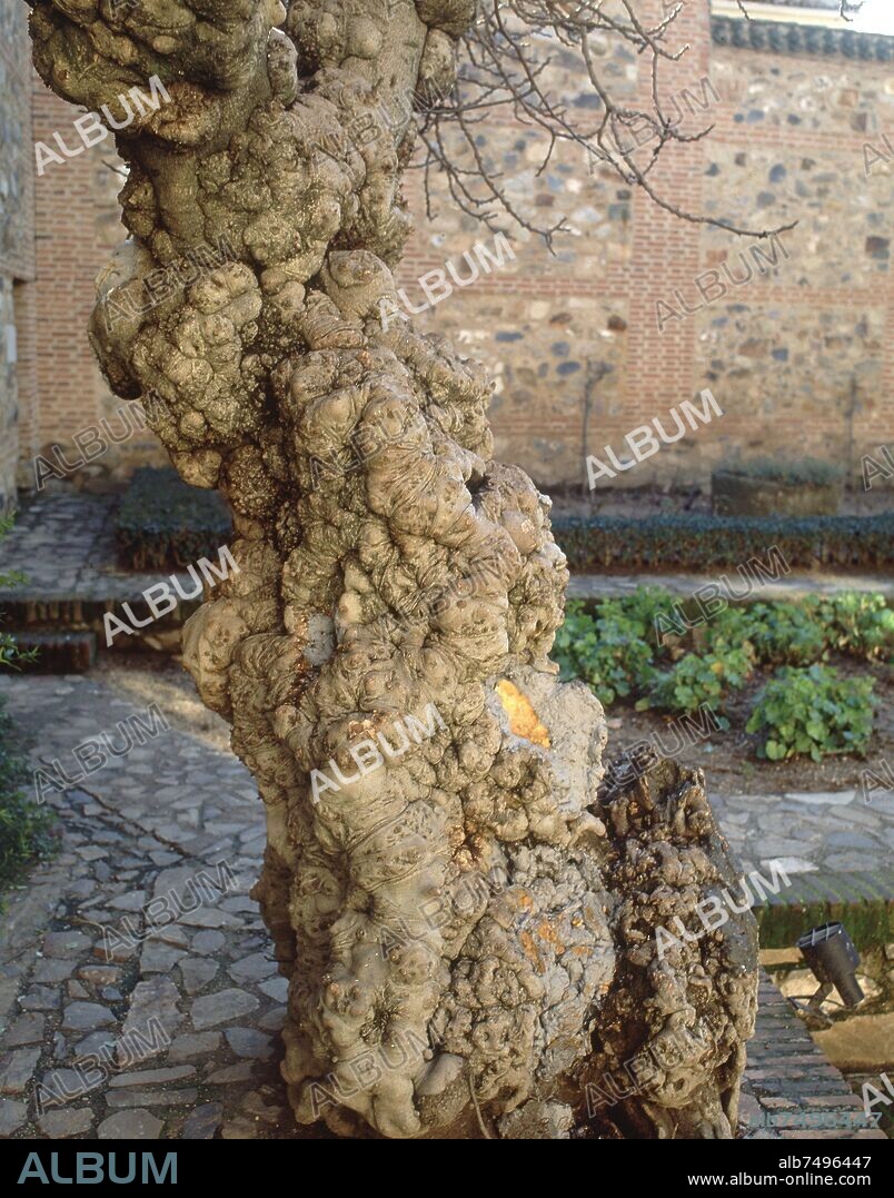 INTERIOR-JARDIN-HIGUERA:DET TRONCO QUE LA TRADICION POPULAR CUENTA COMO MILENARIA.