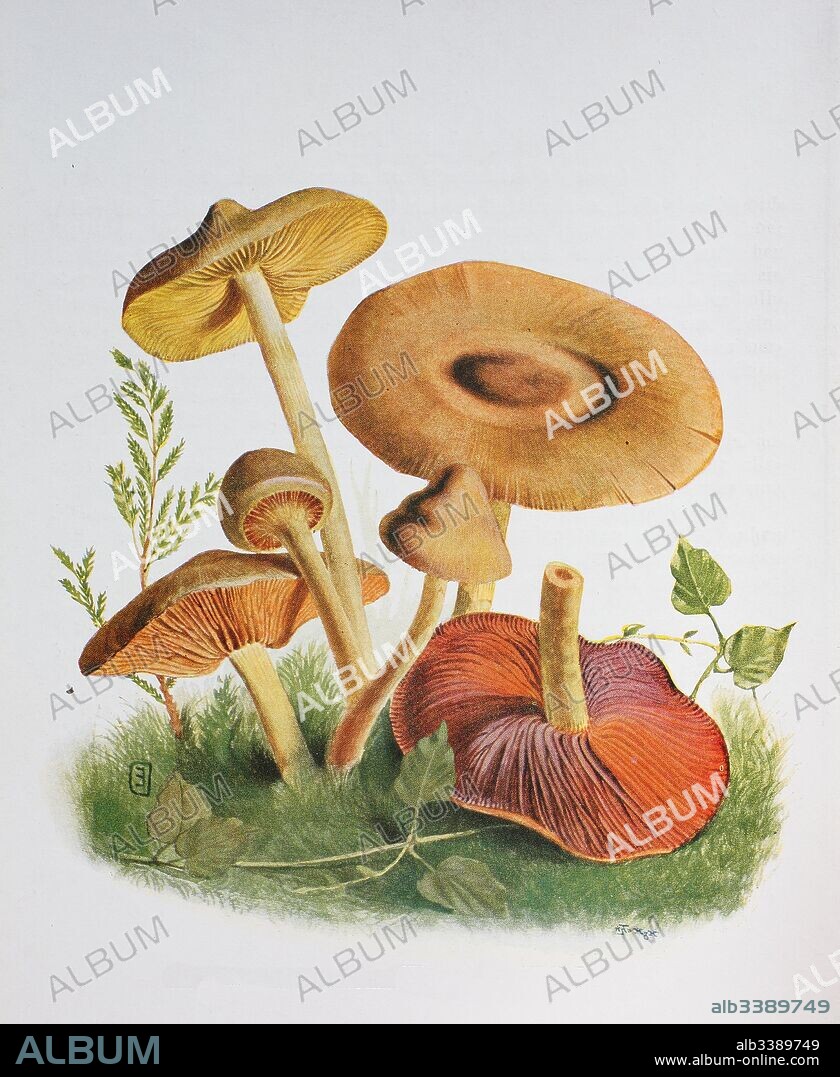 Cortinarius cinnamomeus, also known as the cinnamon webcap, is a basidiomycete mushroom of the genus Cortinarius, digital reproduction of an ilustration of Emil Doerstling (1859-1940).
