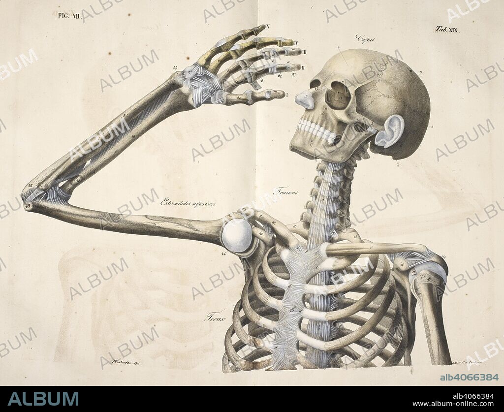Anatomical drawing. Skeleton, Bones, Skull, neck, ribs, arm and hand. Planches anatomiques du corps humain executeÌes dâ€™apreÌ€s les dimensions naturelles. Paris France 1826. Anatomical print of the human body with natural dimensions. Skeleton, Bones, Skull, neck, ribs, arm and hand.    ANTOMMARCHI, C. Francesco.  Planches anatomiques du corps humain executeÌes dâ€™apreÌ€s les dimensions naturelles, accompagneÌes dâ€™un texte explicatif ... PublieÌes par le cte de Lasteyrie. (Explication des planches anatomiques, etc.). Source: 1899.h.24 Tab.19 fig. 7. Language: French.