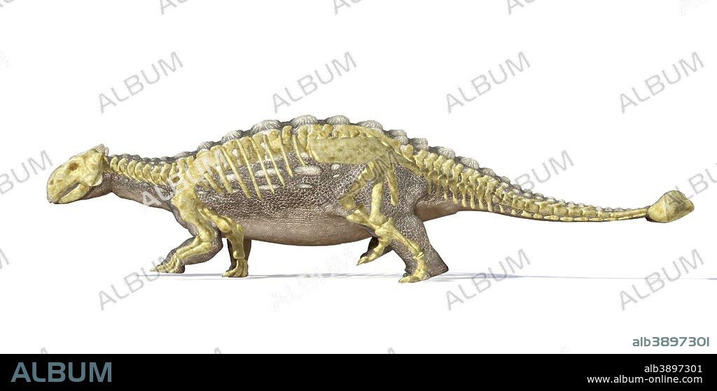 3D rendering of an Ankylosaurus dinosaur with full skeleton superimposed, side view. This armored dinosaur lived in the early Mesozoic era.