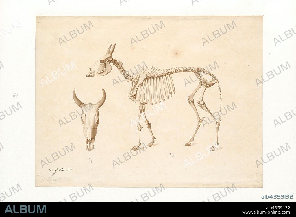 Bos taurus indicus, Print, A zebu, sometimes known as indicine cattle or humped cattle, is a species or subspecies of domestic cattle originating in South Asia. Zebu are characterised by a fatty hump on their shoulders, a large dewlap, and sometimes drooping ears. They are well adapted to withstanding high temperatures, and are farmed throughout the tropical countries, both as pure zebu and as hybrids with taurine cattle, the other main type of domestic cattle. Zebu are used as draught and riding animals, dairy cattle, and beef cattle, as well as for byproducts such as hides and dung for fuel and manure. Zebu, namely miniature zebu, are kept as companion animals. In 1999, researchers at Texas A&M University successfully cloned a zebu., skeleton.