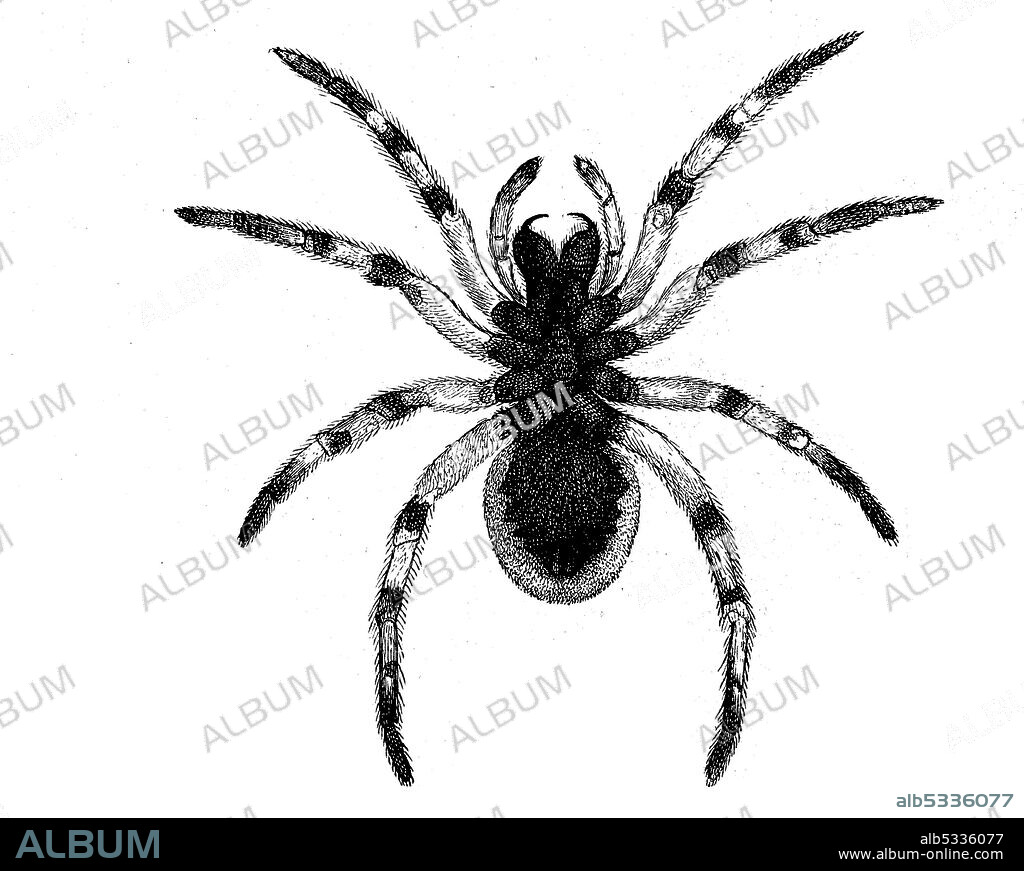 Hogna radiata, species of wolf spider, bottom, illustration from 1890  /  Schwarzbäuchige Tarantel, Hogna radiata, Webspinne aus der Familie der Wolfsspinnen, Unterseite, Illustration aus 1890, Historisch, historical, digital improved reproduction of an original from the 19th century / digitale Reproduktion einer Originalvorlage aus dem 19. Jahrhundert.
