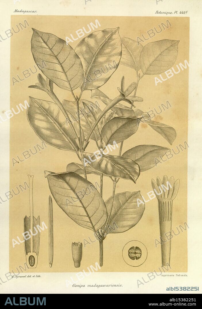 Histoire physique, naturelle, et politique de Madagascar Paris, Impr. nationale, 1885-, Description and Travel, Lepidoptera, Madagascar, Maps, Natural History, The illustration features a botanical study of the plant 'Gonioma madagascariensis.' Central to the depiction is a detailed representation of its leaves, showcasing their elongated shape with prominent veins and a glossy surface. Surrounding the main plant illustration are various elements that highlight the flower structure and reproductive parts, including elongated floral segments and a circular fruit cross-section. The intricate detailing emphasizes the plant's unique features, providing a comprehensive view of its morphology. Each component is labeled, enhancing the educational aspect of this botanical representation.
