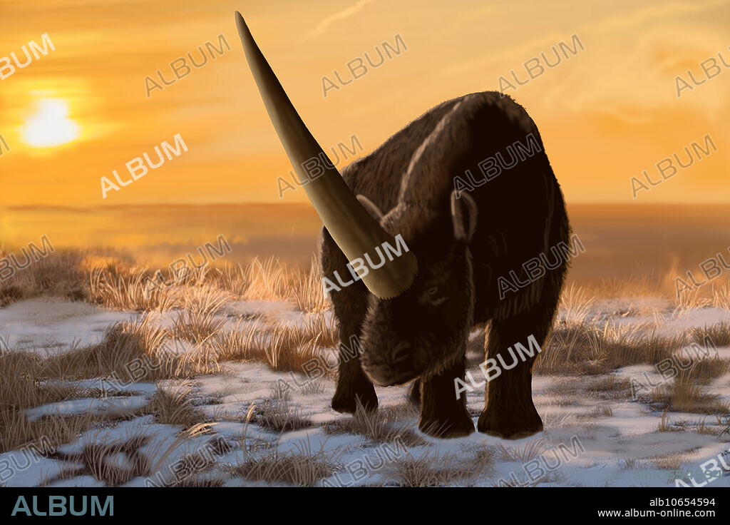 Elasmotherium sibiricum is a giant species of extinct rhinoceros that inhabited Eurasia during the Pleistocene to as late as 36,000 years ago. This species was larger than the other rhinoceroses and is thought to have a very long single horn on the forehead. Some researchers suggest that Elasmotherium is the origin of the unicorn legends. Here an individual is restored in a steppe environment during the Late Pleistocene.