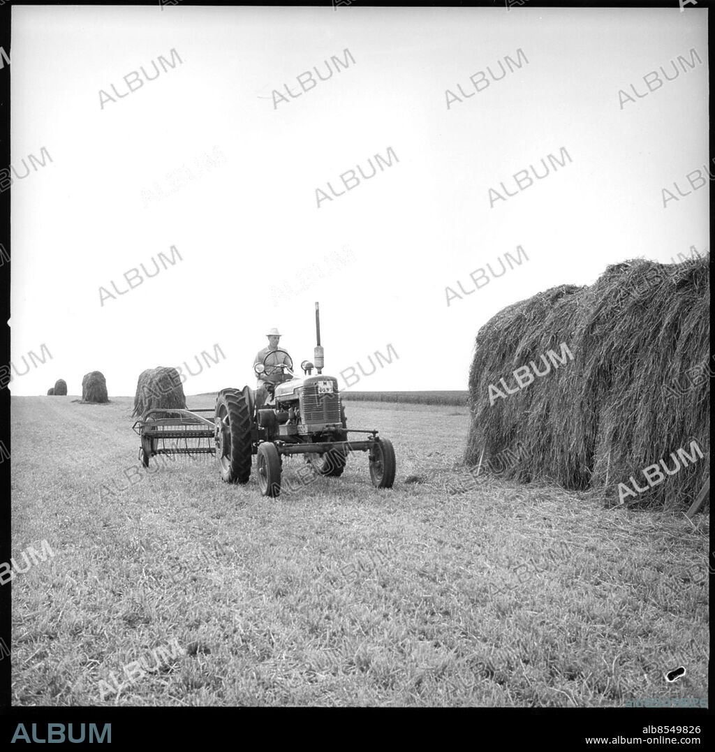 Höskörd i Skåne juni 1957. Hässjat hö och Farmall traktor med höräfsa. Foto: Bertil Rubin / Sydsvenskan Bild / IBL Bildbyrå.