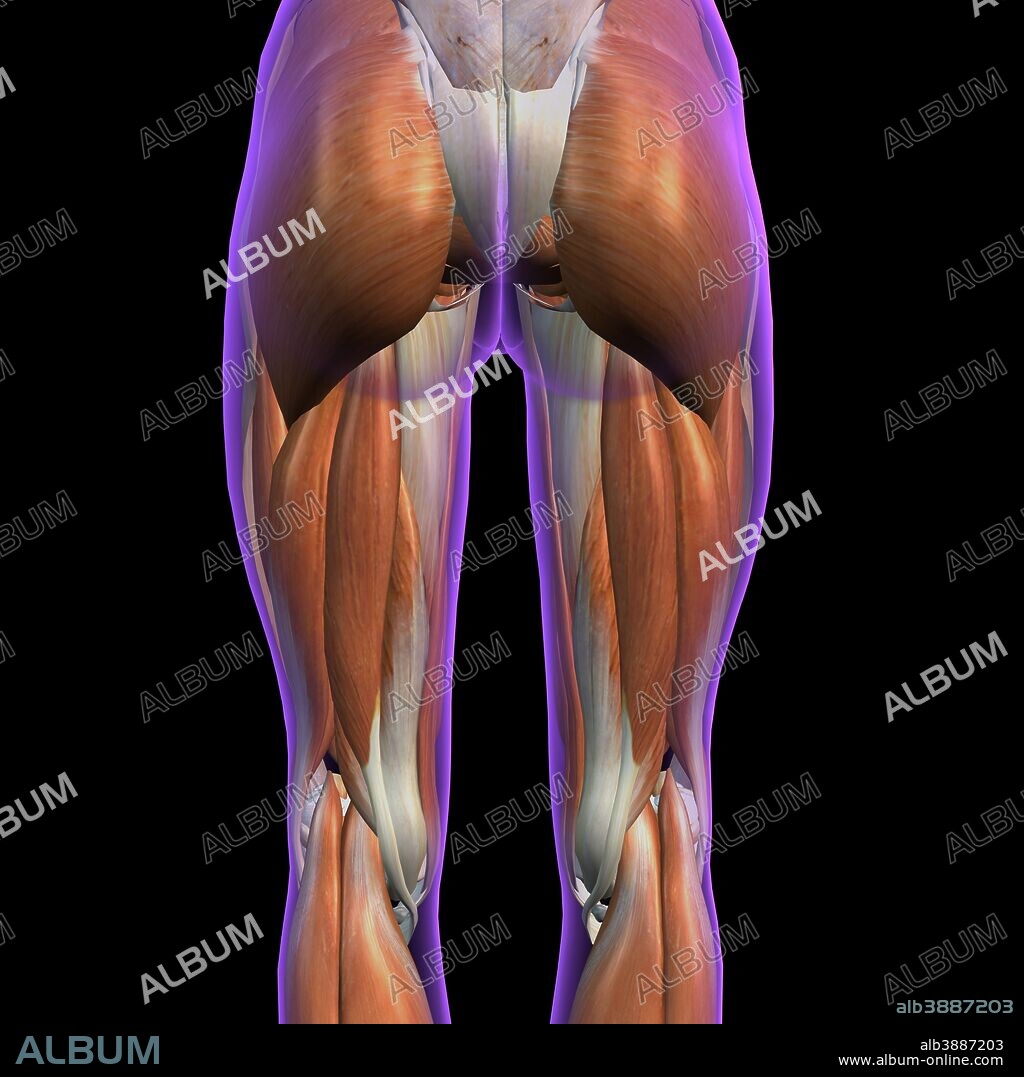 Posterior view of female hip and leg muscles on black background.
