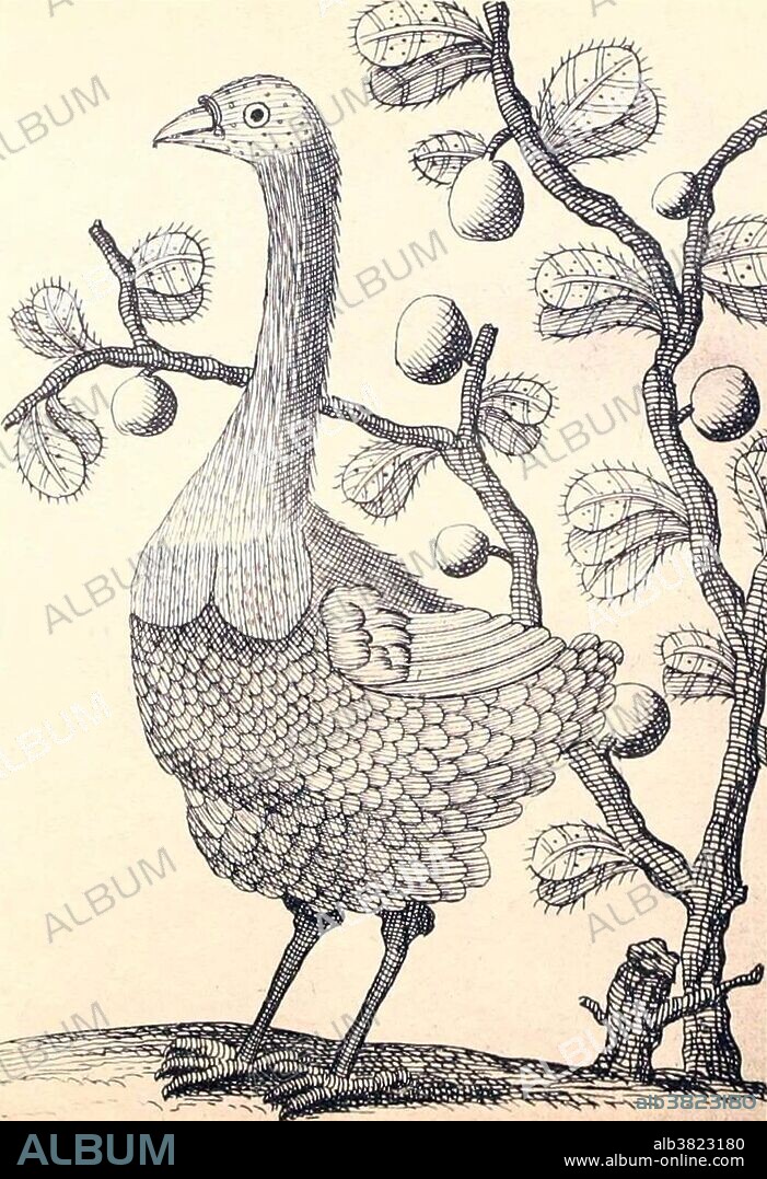 Rodrigues solitaire, only known drawing by someone who observed the bird in life, Francois Leguat, 1708. The Dodo is an extinct flightless bird. Its external appearance is evidenced only by paintings and written accounts from the 17th century. Because these vary considerably, and because only a few sketches are known to have been drawn from live specimens, its exact appearance in life remains a mystery, and little is known with about its habitat and behavior Roughly the size of a swan, it was heavily-built, flightless and clumsy. Two species were known with certainty: the common dodo Raphus cucullatus from Mauritius which became extinct between 1665 and 1670, and the Rodriguez solitaire (Pezophaps solitaria) from the neighboring island of Rodriguez, which died out around 1761. The dodo's numbers quickly dwindled following the arrival of humans to these isolated habitats. All but defenseless these birds were ill-equipped to cope with the new hunters and the competition from other introduced animal species. The Dodo achieved widespread recognition from its role in the story of Alice in Wonderland. Taken from "Dodo-studiÃ«n. Naar aanleiding van de vondst van een gevelsteen met dodo-beeld van 1561 te Vere (Dodo-studies. Following the find of a facing brick with dodo-image of 1561 to Vere) by Anthonie Cornelis Oudemans, 1917.