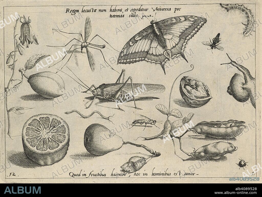 GEORG HOEFNAGEL. An engraving representing insects, fruits, flowers, etc. Archetypa studiaque patris G. Hoefnagelii Jacobus F. ... ab ipso sculpta ... philomusis ... communicat. [A series of engravings representing insects, fruits, flowers, etc.]. Francofurti ad MÅ“num, 1592. Source: 434.d.18.(1) plate 12.