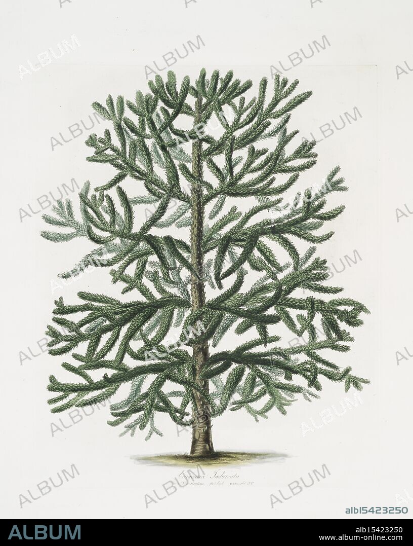Araucaria imbricata (fully grown tree, from Kiew Gardens), 1837, Date Issued: 1837, Place: London, Publisher: George White; H. Weddell, Conifers, Pine, Engravings, Ancient wings unfold, Kiew's secrets whispered low, Mystic forest sleep.