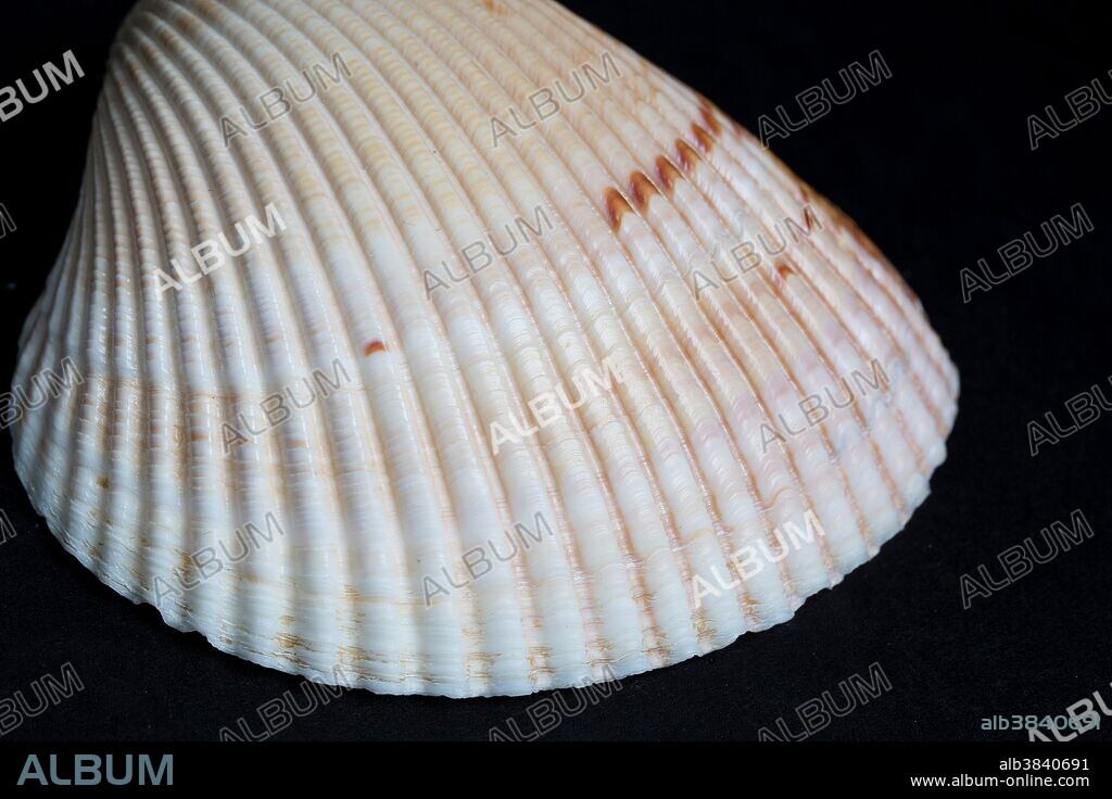 Phosphorescence of an Atlantic Giant Cockle (Dinocardium robustum). The Atlantic Giant Cockle, also known as the Great Heart Cockle, is the most common cockle, out of the seven found in the United States. This large and sturdy shell can grow up to 5 inches in length and is creamy white to tan in color, although some have dark, reddish-brown spots. The minerals in the shell phosphoresce slightly after exposure to intense light. Image #1 of 2 in a sequence.