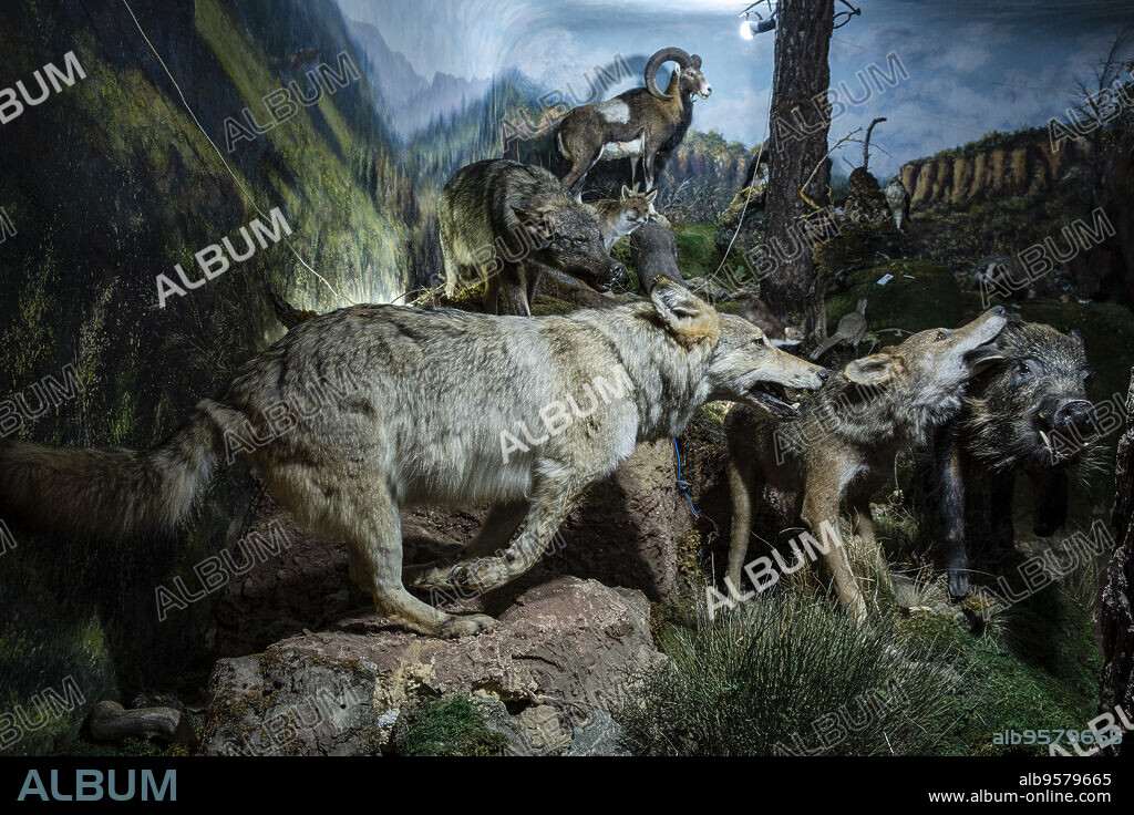wolves attacking a wild boar, Entomology Room, Museo Comarcal de Molina de Aragón, Guadalajara, Spain.