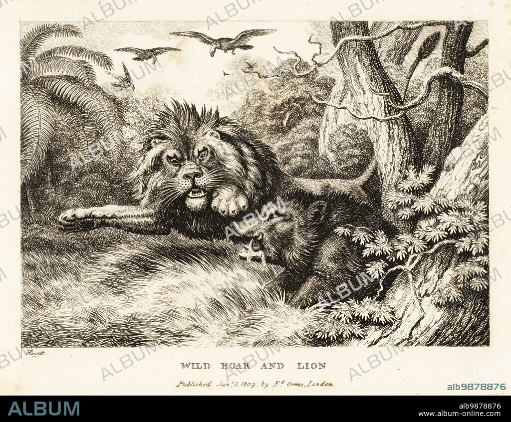 A lion and wild boar fight while vultures circle above. Wild boar and lion. Illustration of a Greek fable. Copperplate etching drawn and engraved from life by Samuel Howitt from his own A New Work of Animals, Principally Designed from the Fables of Aesop, Gay and Phaedrus, Edward Orme, London, 1811.
