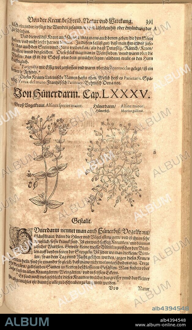 Alsines species major et Alsine minor, Mosus gallinae, Grosz Vogelkraut and Nünderdarm, Hünerbisz, Fol. 391r, 1590, Pietro Andrea Mattioli, Joachim Camerarius: Kreuterbuch desz hochgelehrten unnd weitberühmten Herrn D. Petri Andreae Matthioli. Franckfort am Mayn: [Feyrabendt], 1590.