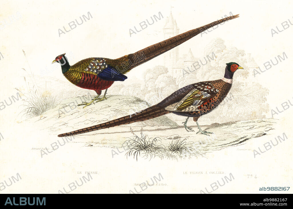 Green pheasant, Phasianus versicolor, and common pheasant, Phasianus colchicus. Le faisan, le faisan a collier. Handcoloured engraving by Fournier after an illustration by Edouard Travies from Achille Richard's Oeuvres Completes de Buffon, Pourrat Freres, Paris, 1839.
