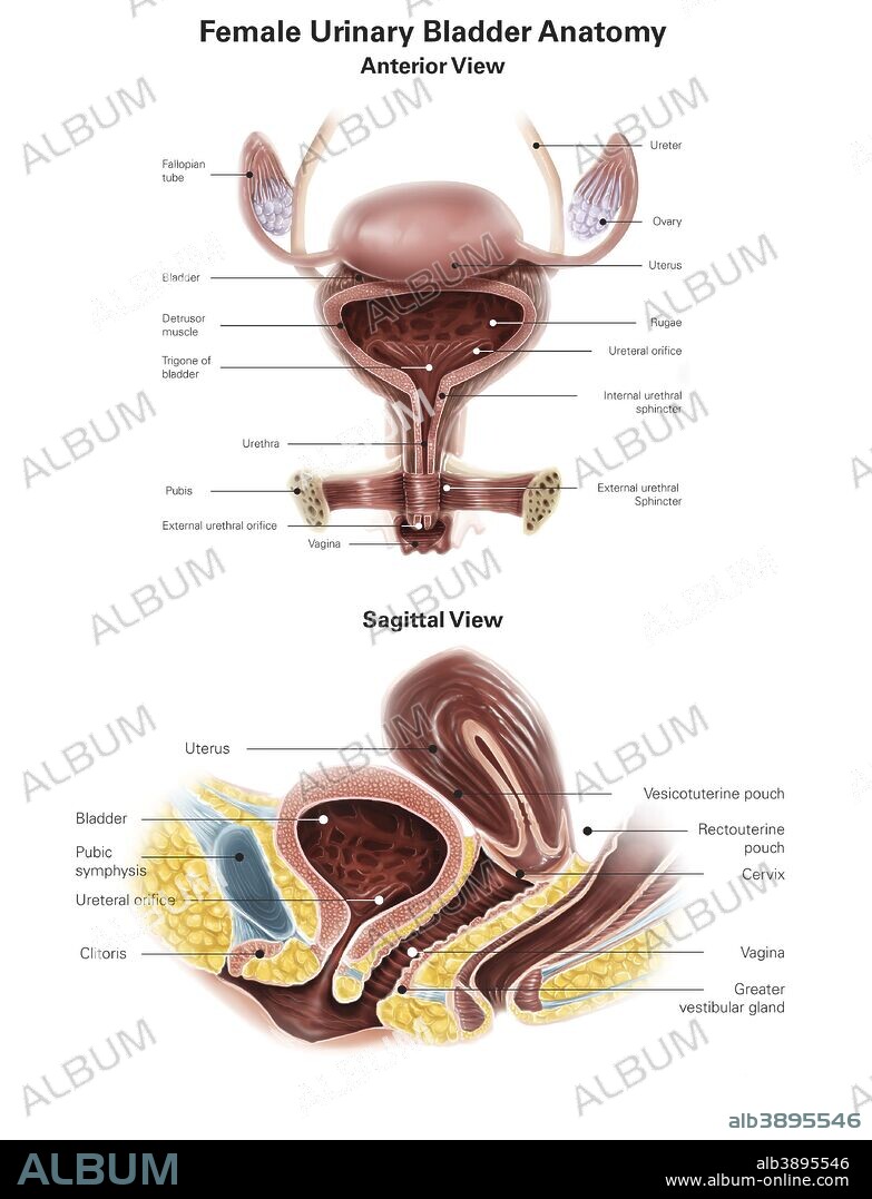 Anterior view and sagittal view of female urinary bladder.