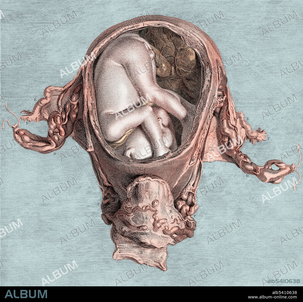 Colorized, historical illustration showing a human fetus in utero at six months. William Hunter (1718-83), Anatomia uteri humani gravidi tabulis, 1774.