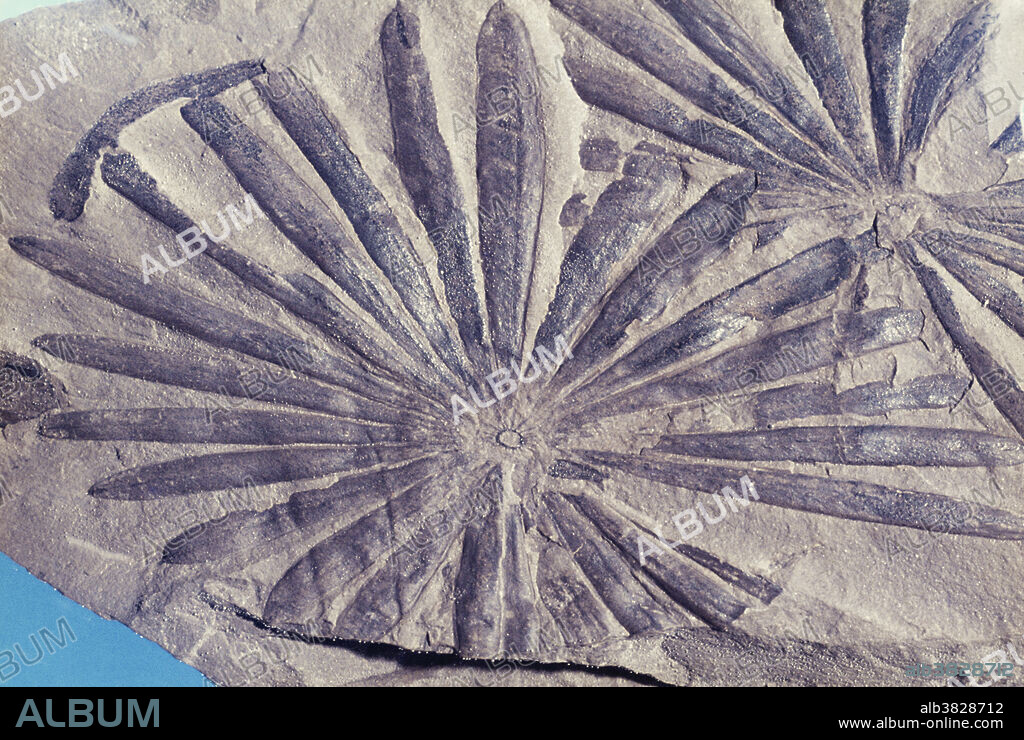 Annularia is the scientific name for the leaves of the horsetail genus Calamites. Annularia consists of delicate rosettes of leaflets, which can be oval or lance-shaped, depending on the species. This genus occurs in Carboniferous strata in North America, Europe and Asia.