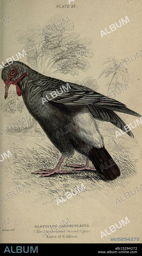 Pigeons, Edinburgh, W. H. Lizars, [etc, 1845?], pigeons, the younger, Pliny, This illustration features a detailed depiction of a bird known as the Glozphilus carunculatus, commonly referred to as the carunculated geese pigeon. The bird is shown in a side profile, highlighting its distinctive features, including its vibrant plumage and unique caruncles on the face. The background hints at the bird's natural habitat in South Africa, with subtle foliage suggesting a lush environment. The scientific and common names are displayed below the bird, adding context to its identity. The overall composition captures the elegance and characteristics of this avian species.