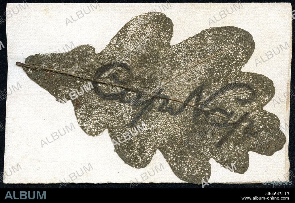 CapNap. Papier decoupe colle sur une feuille de chene envoyee le 11 juin 1915 par le lieutenant Andre DUPUIS du 52eme Regiment d'Infanterie Territoriale. Credit : Collection IM/Kharbine-Tapabor.