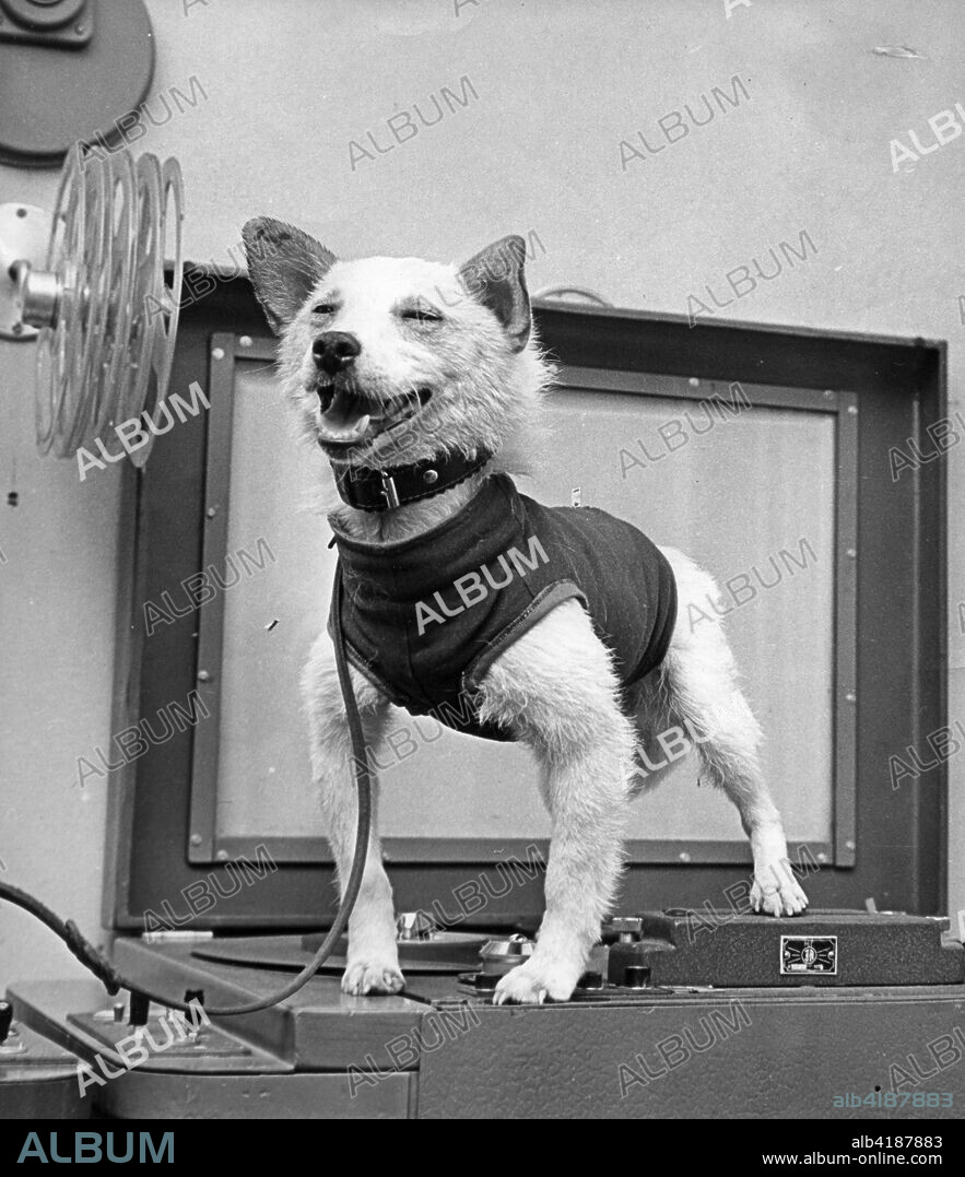 Space dog Belka, at the microphone in a Moscow radio studio after her return to Earth aboard Sputnik 5. August 1960.