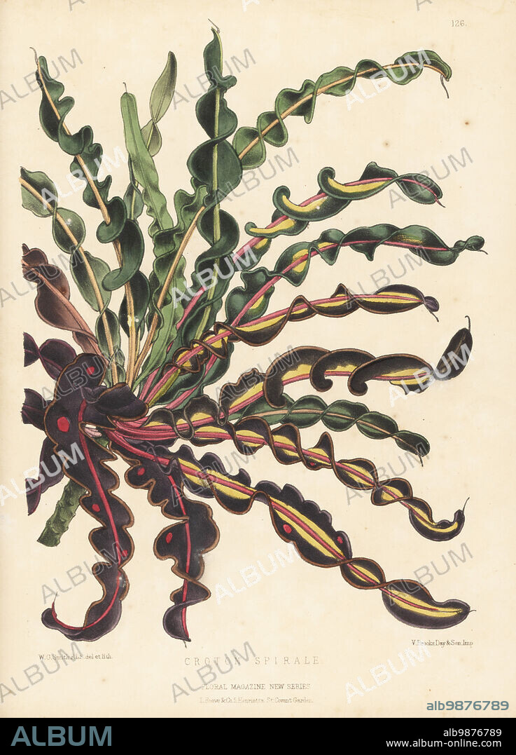 Spiral croton, Codiaeum variegatum var. spirale. As Croton spirale. An ornamental foliage plant from the South Sea Islands raised by William Bull, King's Road, Chelsea. Handcolored botanical illustration drawn and lithographed by Worthington George Smith from Henry Honywood Dombrain's Floral Magazine, New Series, Volume 3, L. Reeve, London, 1874. Lithograph printed by Vincent Brooks, Day & Son.