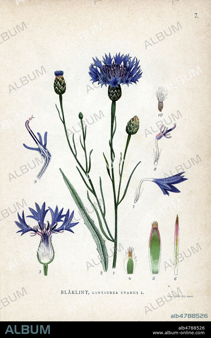 BLEUET ou BLUET des Champs, Centaurea cyanus. Chromolithographie in La FLORE des pays nordiques , 1905. les illustrations sont realisees a partir des oeuvres de Johan Wilhelm Palmstruch (1802-1843). Chromolithograph from Carl Lindman's "Bilder ur Nordens Flora" (Pictures of Northern Flora), Stockholm, Wahlstr¨m & Widstrand, 1905. Lindman (1856-1928) was Professor of Botany at the Swedish Museum of Natural History (Naturhistoriska Riksmuseet). The chromolithographs were based on Johan Wilhelm Palmstruch's "Svensk botanik" (1802-1843). Collection FLO/KHARBINE TAPABOR.
