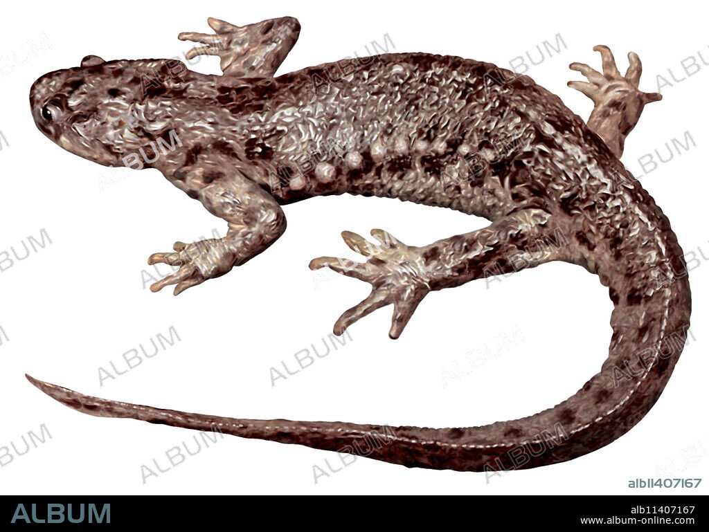 Found in the central and southern Iberian Peninsula and Morocco, they are known for their defense mechanism, which basically consist of puncturing their skin with their ribs.