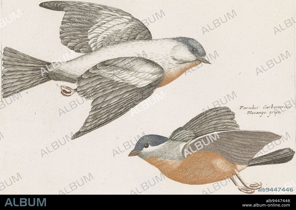 Two flying gray-rumped tits. Next to them their names in Latin and French., Gray-flanked Tits, print maker: anonymous, Johan Teyler, Netherlands, 1688 - 1698, paper, engraving, h 142 mm × w 190 mm.