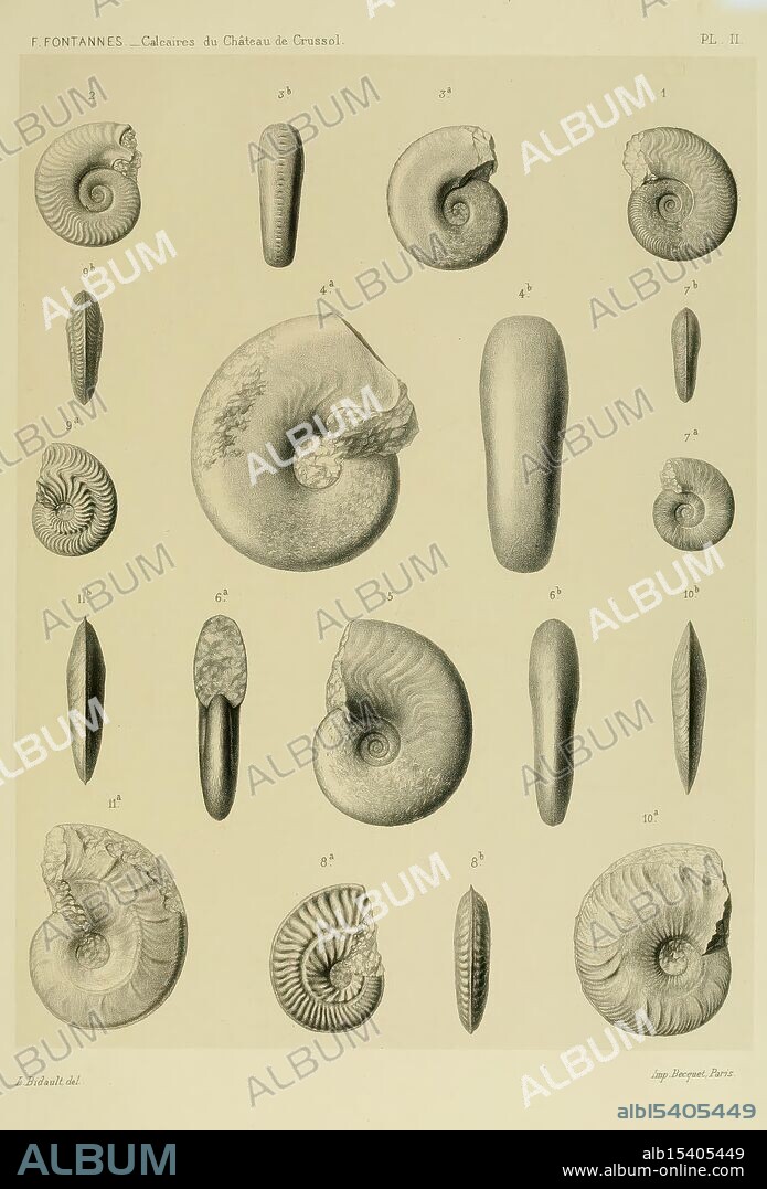 Description, de, ammonites, des, calcaires, du, château, de, Crussol, Ardèche, Lyon, Georg, 1879, France, paleontology, Ardèche, Ammonoidea, An organized display featuring a variety of meticulously illustrated fossilized shells, each labeled with a corresponding number for identification. The shells exhibit distinct shapes and textures, showcasing different species and evolutionary forms. Some are spiraled with intricate line patterns, while others are elongated or oval. This comprehensive study highlights the diversity of marine life and the intricate details of these ancient organisms, emphasizing their significance in paleontological research.
