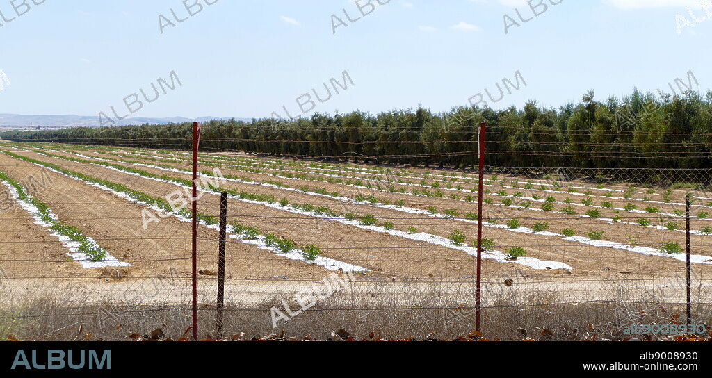 Kibbutz Revivim, Negev Desert, Southern Israel.