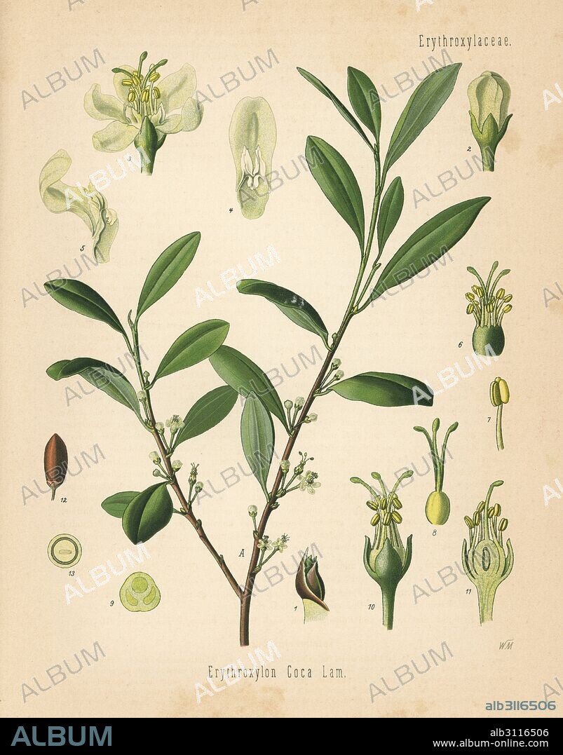 Coca tree, Erythroxylum coca (Erythroxylon coca). Chromolithograph after a botanical illustration by Walther Muller from Hermann Adolph Koehler's Medicinal Plants, edited by Gustav Pabst, Koehler, Germany, 1887.