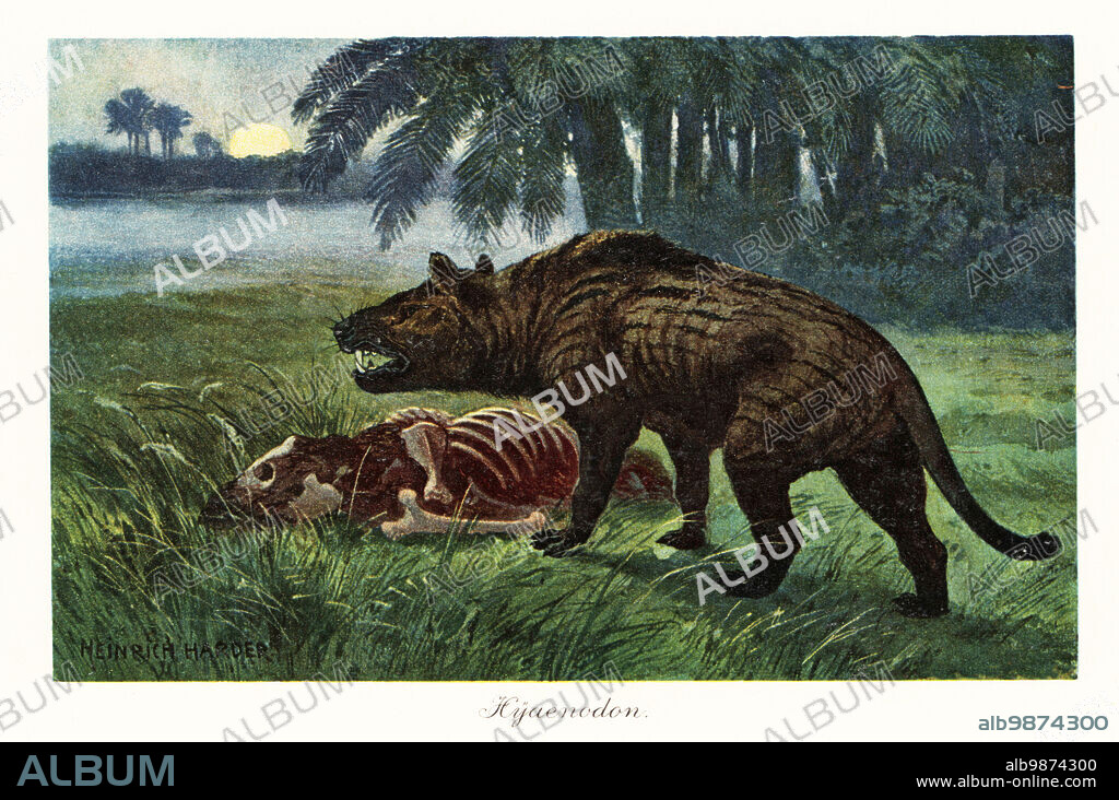 Hyaenodon, extinct carnivorous mammals, late Eocene to middle Miocene. Hyaenodon leptorhynchus. Colour printed illustration after Heinrich Harder from Wilhelm Bolsches Tiere der Urwelt (Animals of the Prehistoric World), Reichardt Cocoa company, Hamburg, 1908. Heinrich Harder (1858-1935) was a German landscape artist and book illustrator.