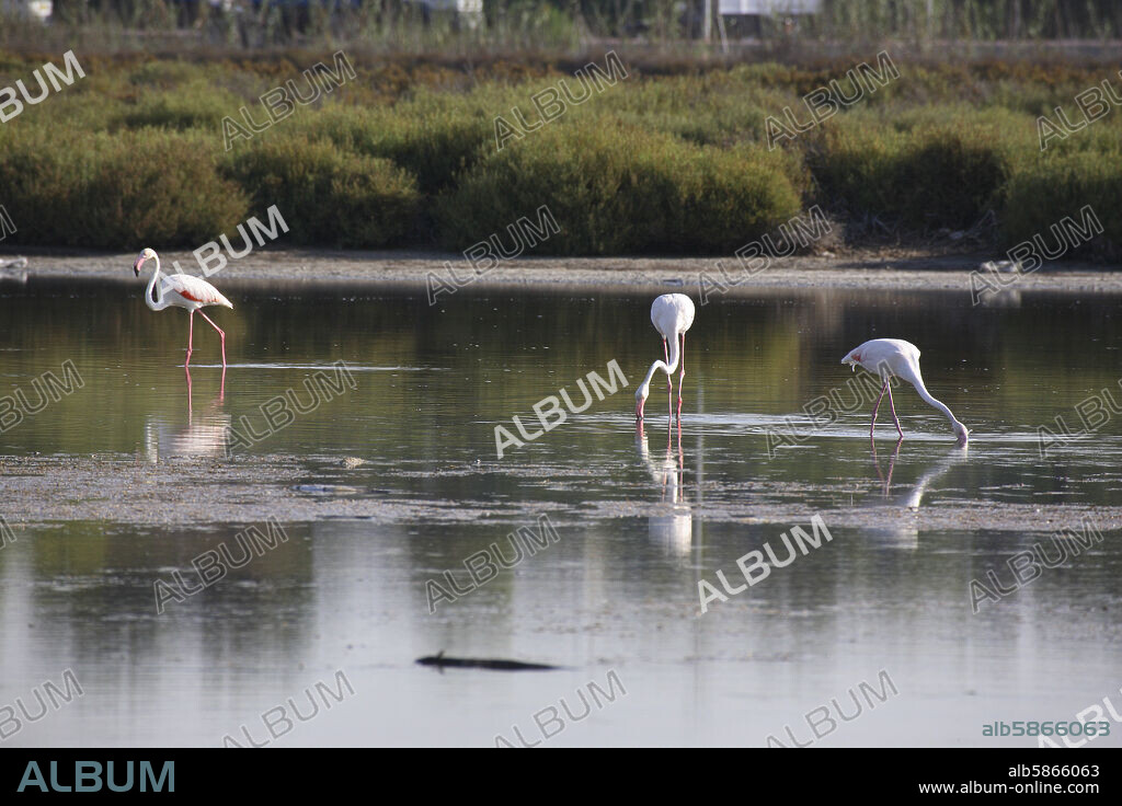 Santa Pola; salinas / lagunas con flamencos (espacio que se reduce por presión urbanística).