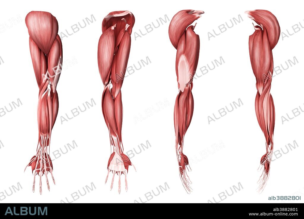 Medical illustration of human arm muscles, four side views.